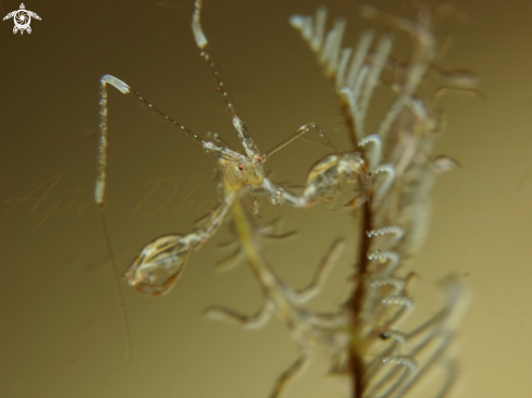 A caprella sp  | skeleton shrimp 