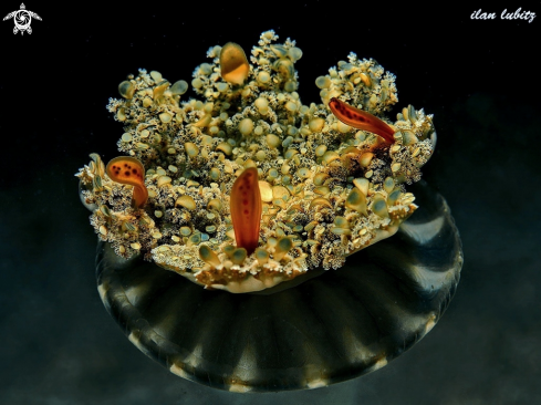 A Cassiopea | Jelly fish