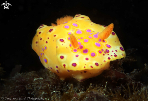 A Short-Tailed Ceratosoma