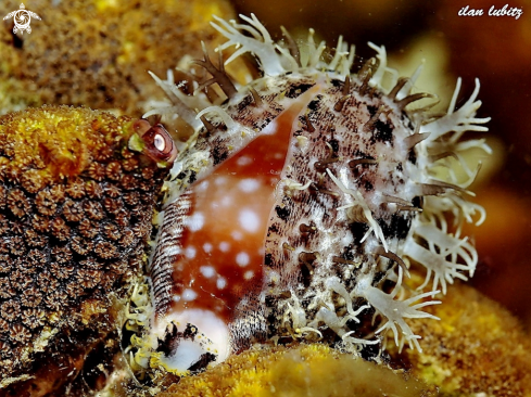 A lyncina vitellus | sea shell