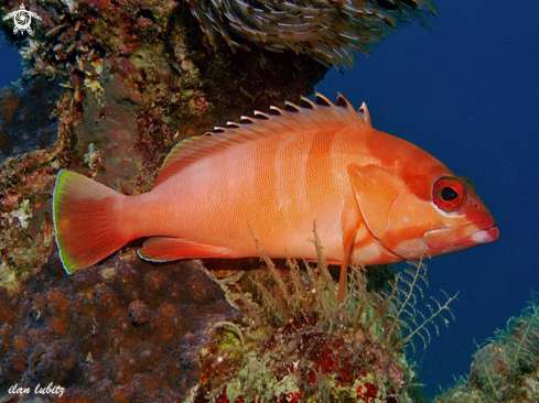 A reef fish