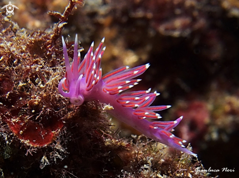 A Flabellina pedata | Flabellina