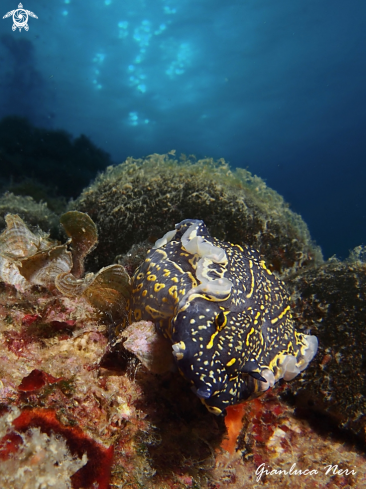 A Felimare picta | Nudibranch