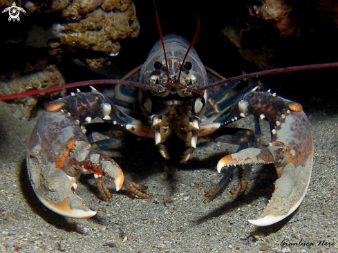 A Homarus gammarus | Astice