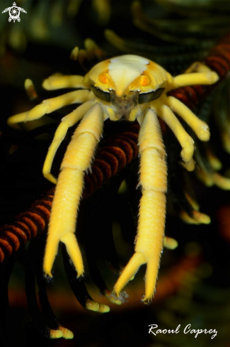 A Squat lobster