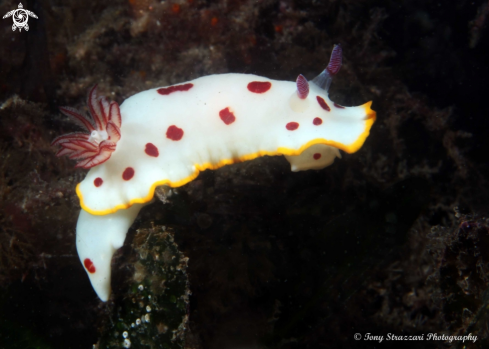 A Splendid Chromodoris