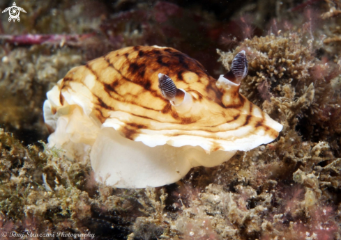 A Pancake Aphelodoris