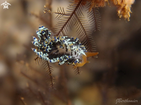 A Trinchesia yamasoui