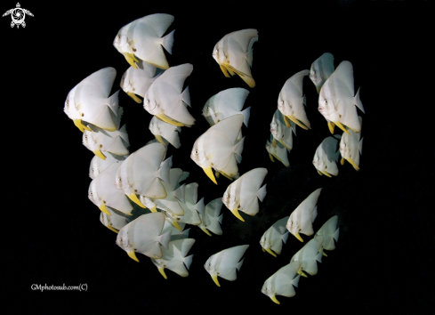 A Bat fishes