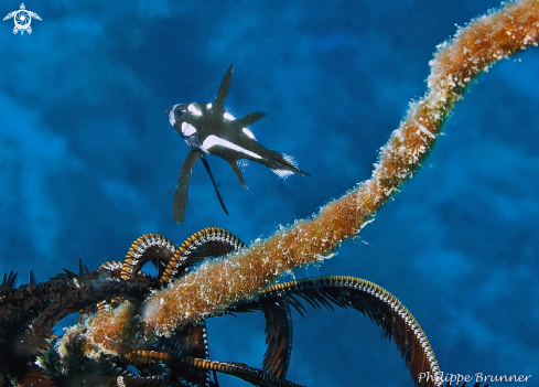 A Macolor Macularis