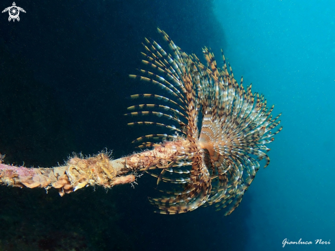 A Sabella spallanzanii | Spirografo