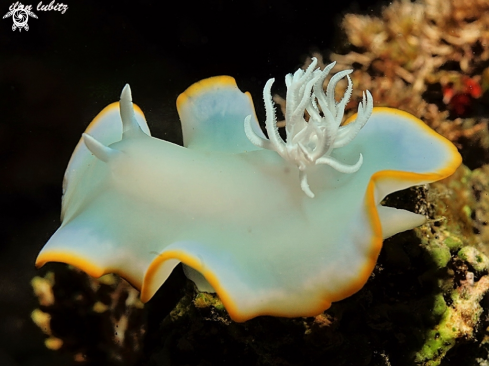 A ardeadoris egretta  | nudibranch