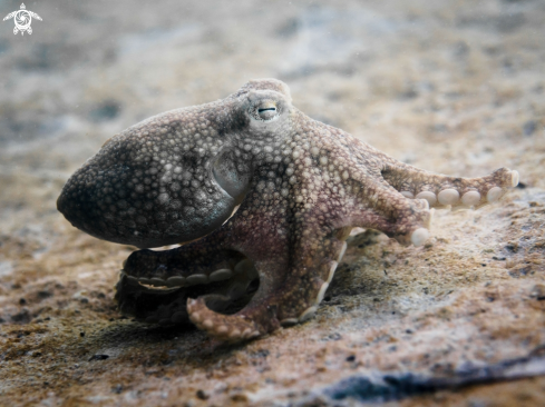 A Coconut Octopus