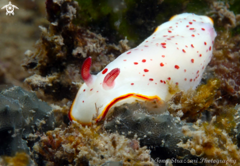 A Daphne's Chromodoris