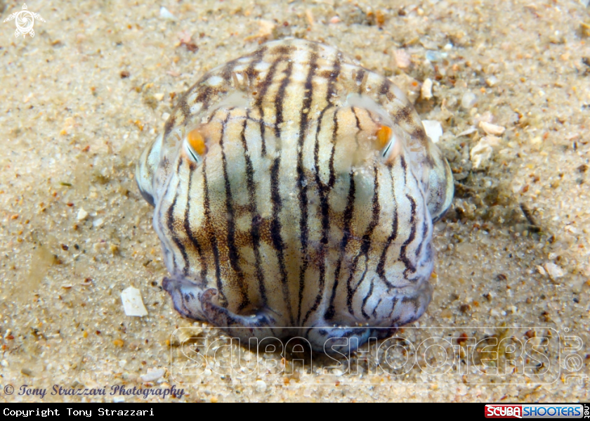 A Striped pajama squid