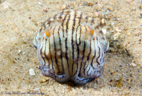 A Striped pajama squid