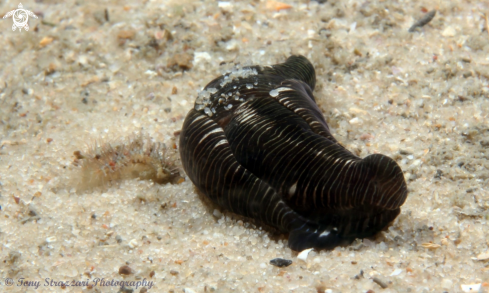 A Striped Philinopsis
