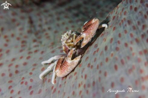 A Porcelain crab