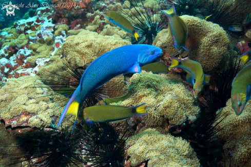 A Moon Wrasse