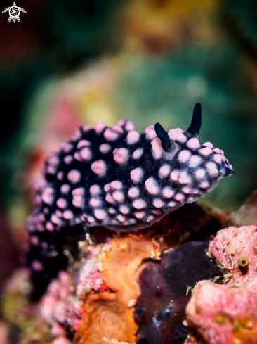 A Varicose Wart Slug