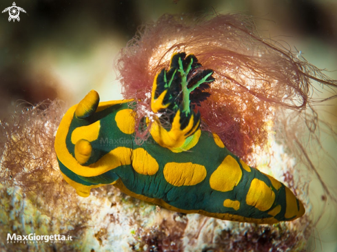 A nudibranch