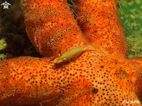 A Periclimenes soror | shrimp