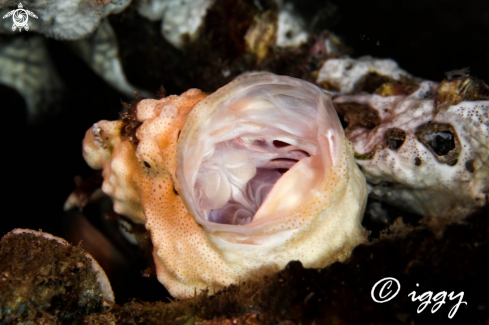 A frogfish