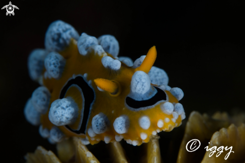 A nudibranch