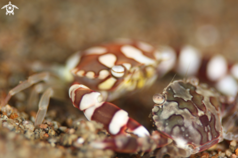 A harlequin crab