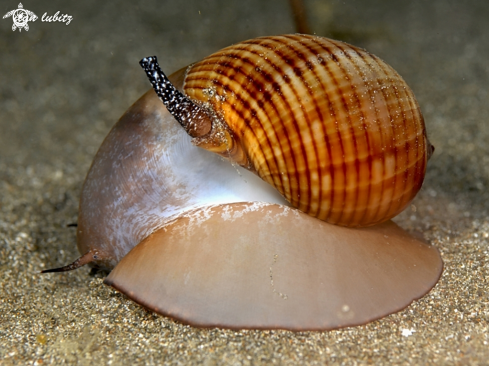 A sea shell