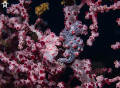 A Bargibanti Pygmi Seahorses | Hippocampus Bargibanti