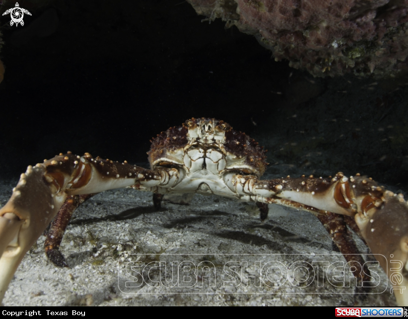 A Crab