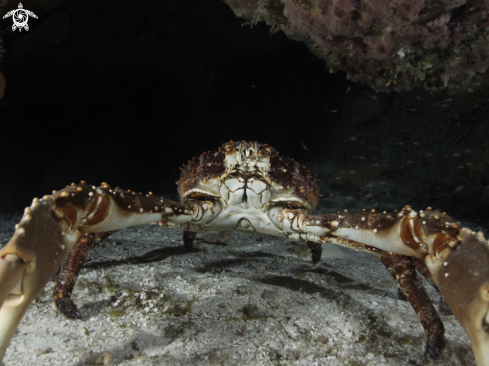 A Crab