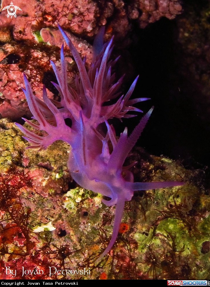 A Purple flabeline.
