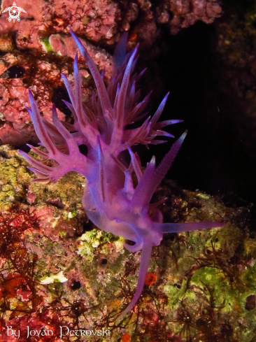 A Purple flabeline.