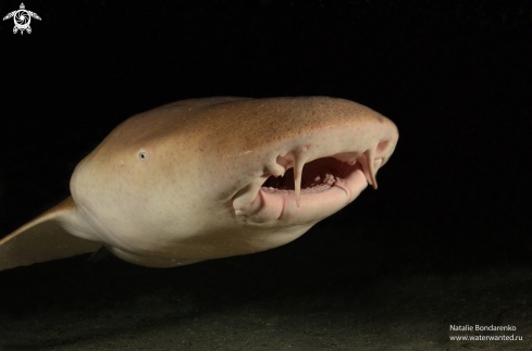 A Nurse shark