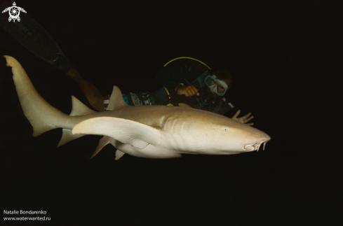 A Nurse shark