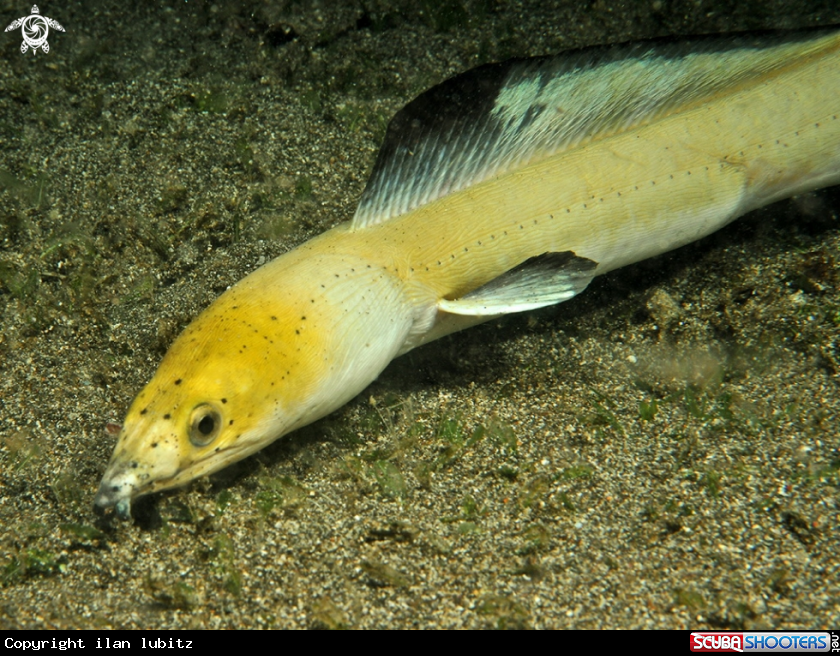 A  Highfin Snake Eel 