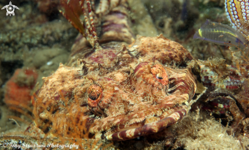 A Rock flathead