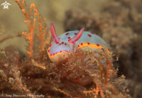 A Bennett's Hypselodoris