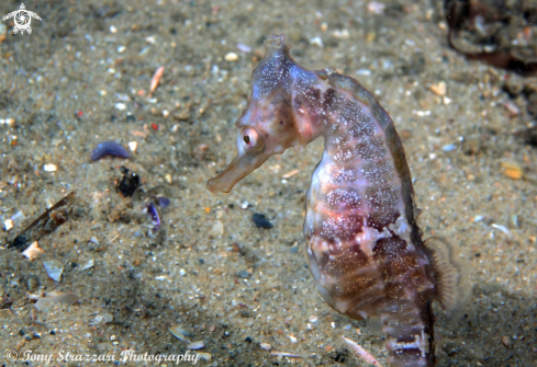 A White's seahorse