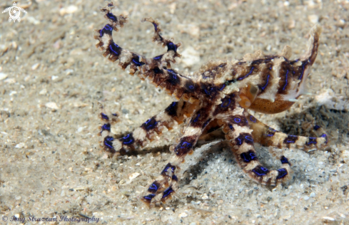 A Blue-lined Octopus