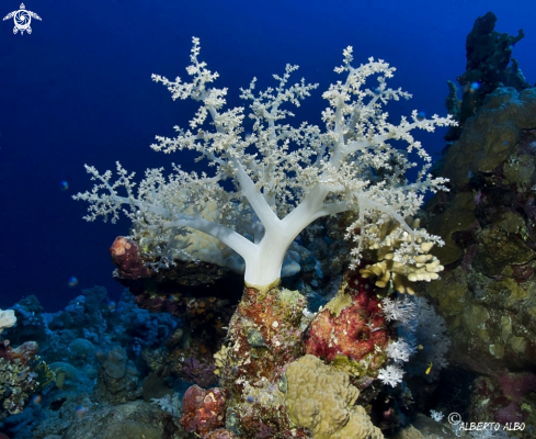 A Coral blando