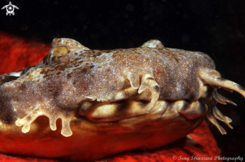 A Dwarf ornate wobbegong