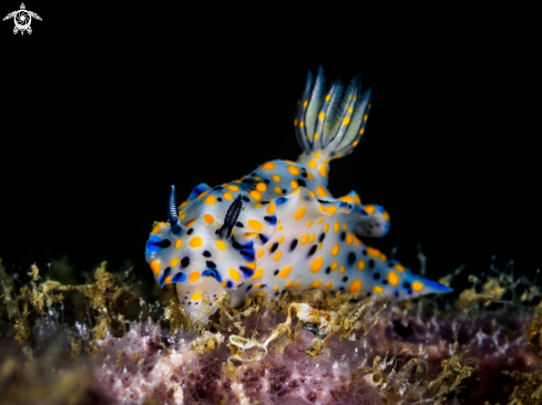 A Nudibranch