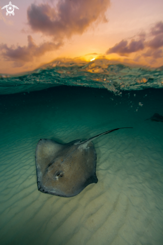 A Stingray