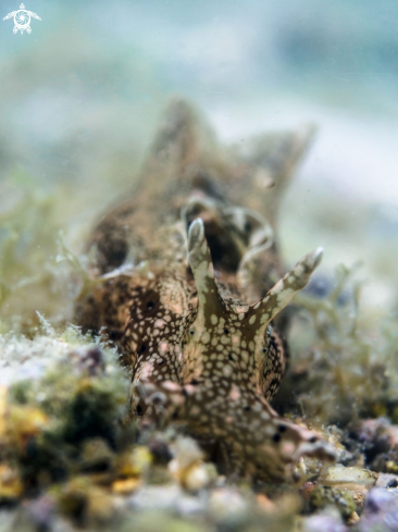 A Sea Hare