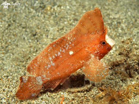 A Spiny Waspfish 