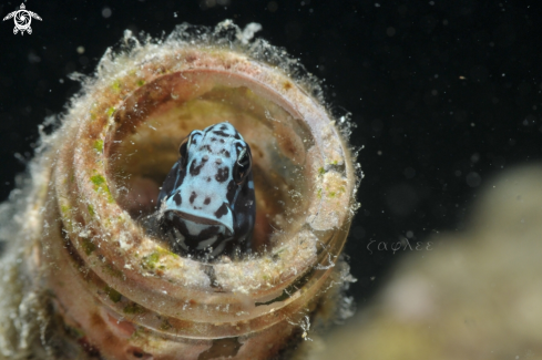 A Cirripectes polyzona | Blenny