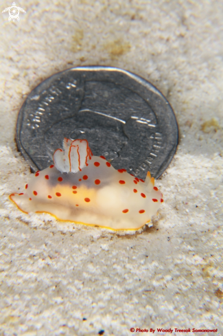 A Gymnodoris Ceylonica. | Gymnodoris Ceylonica.